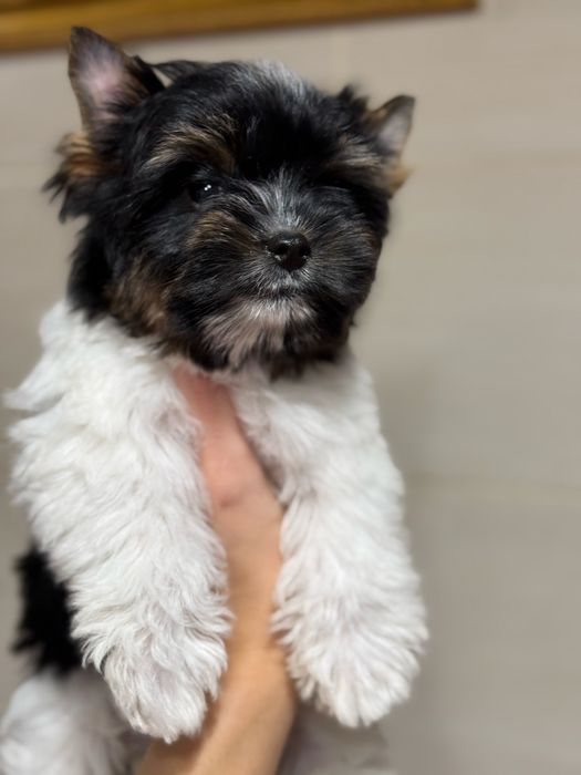 Цуценята бівери з документами КСУ