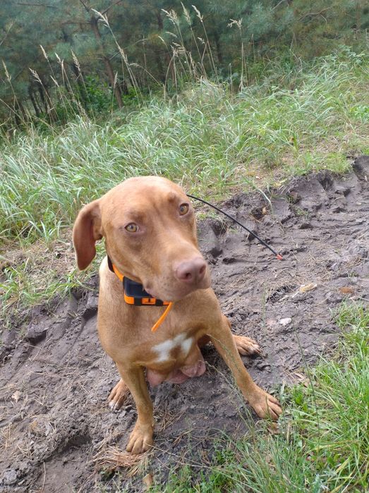 Oddam psy catahoula leopard dog