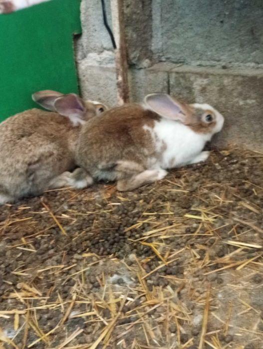 Vende coelhos caseiros