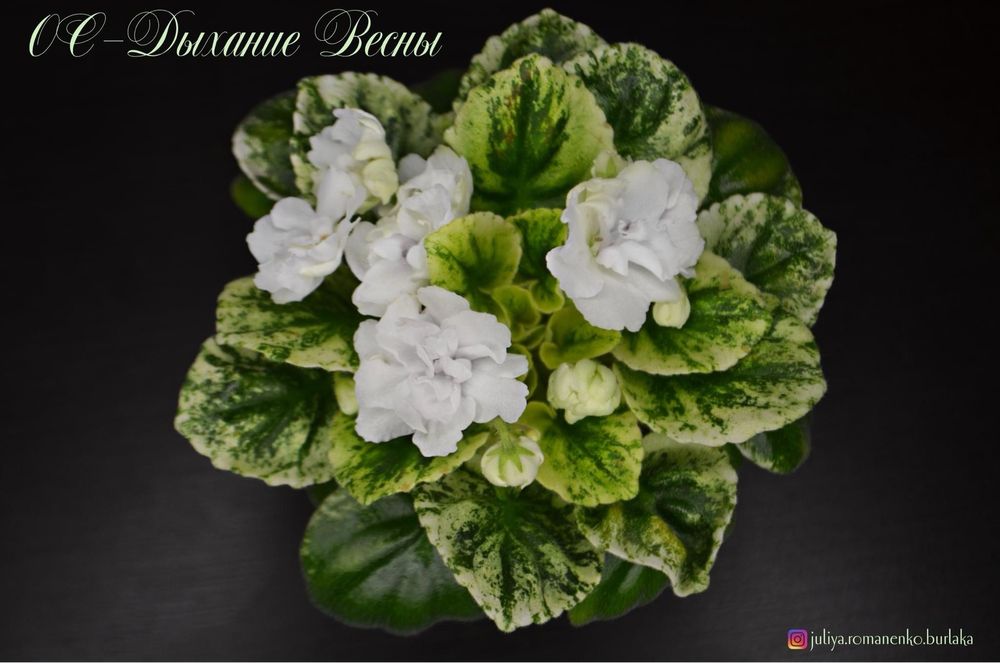 Фиалка полумини OS-Дыхание Весны (клакамус)