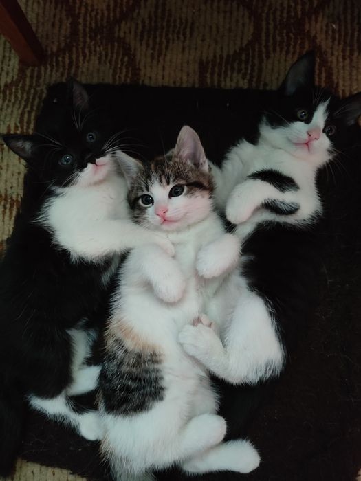красунчики кошенята