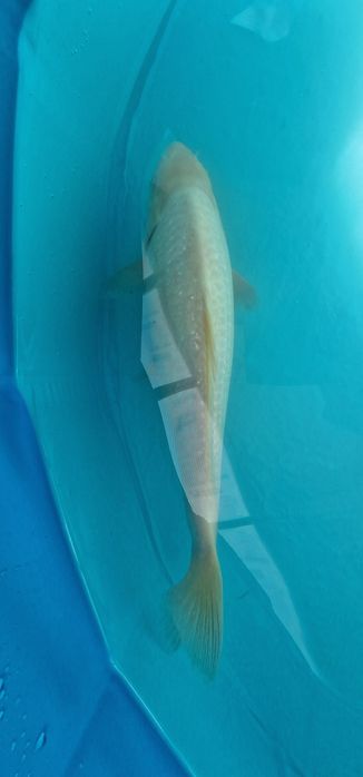 Carpa koi com 32cm