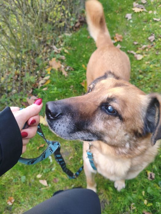kochany, łagodny, przyjazny Amor w Schronisku
