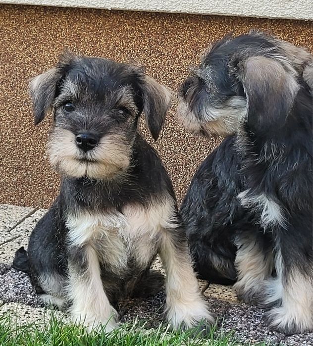 Sznaucer Miniaturowy Pieprz i Sól