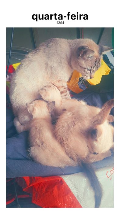 Ofereco gatos  vadios que serao retirados em breve qum quiser ainda vai atempo sao 3 gatitos ciamesess