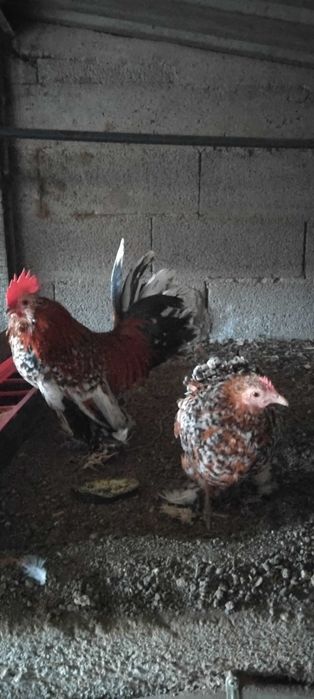 Faisões  2025 muito bonitos