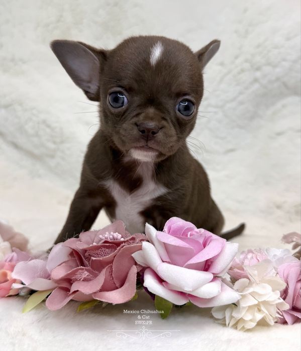 Dziewczynka chihuahua