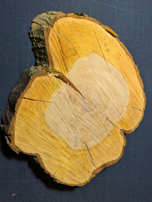 Plaster śliwy 30cm