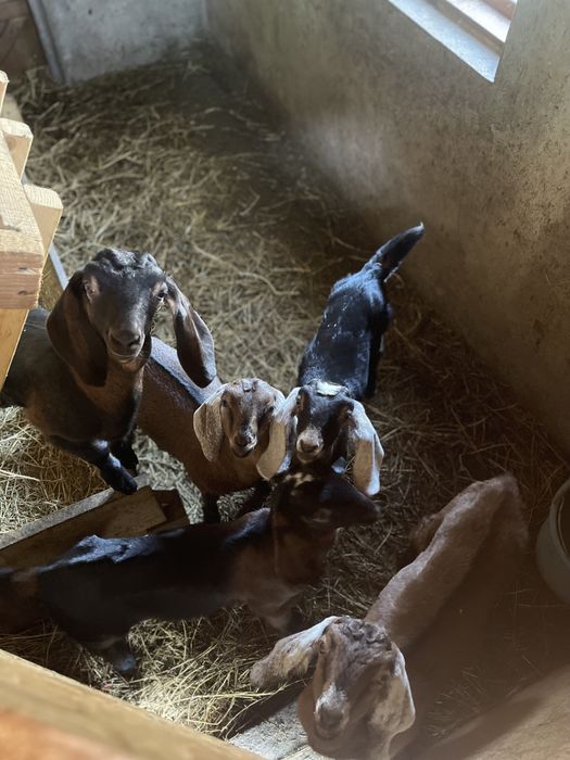 Англо- нубійські козенята