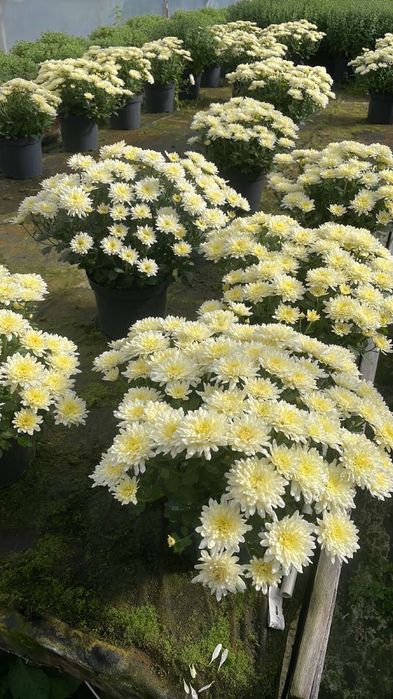 верес, хризантема