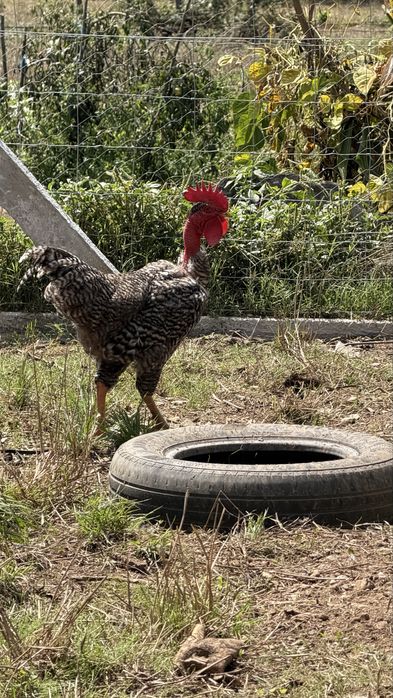 Vende-se casal ou trio de leghorn, Pedres, Cornish, la bresse Gauloise, Jersey Gigante, Malines