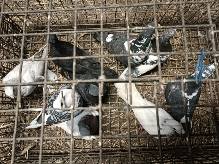 Szukają domu gołębie.