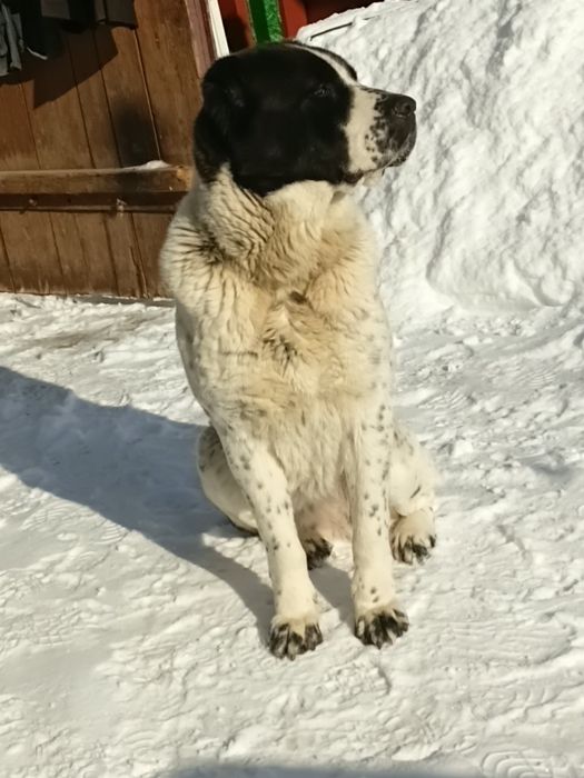 Продається шикарна сука пов'язана з кобелем