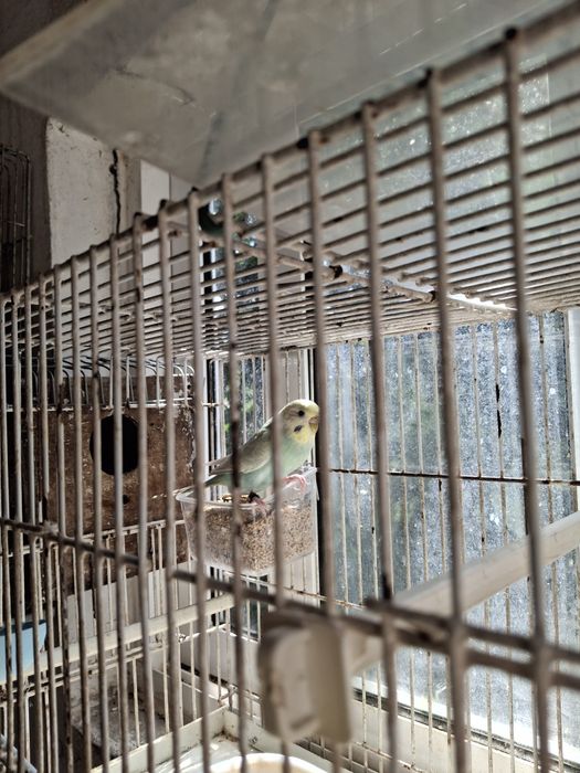 Aves de bico curvo