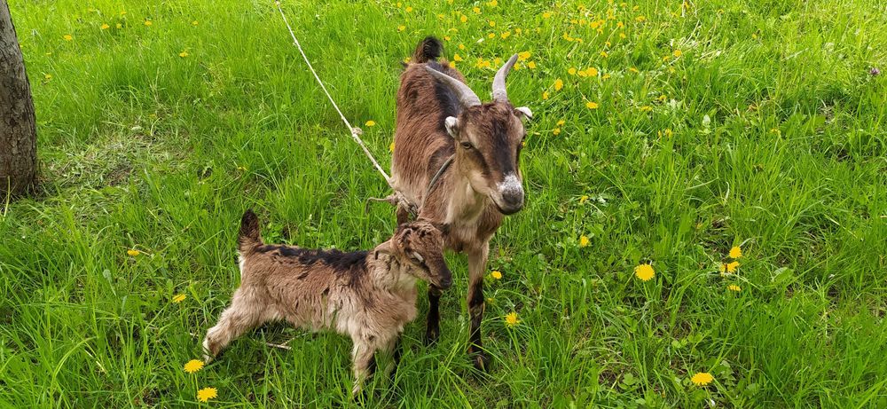 Коза, Ла Манча, кози
