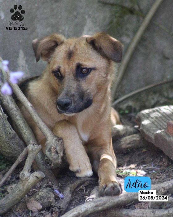 Cao para adoçao (Adao)