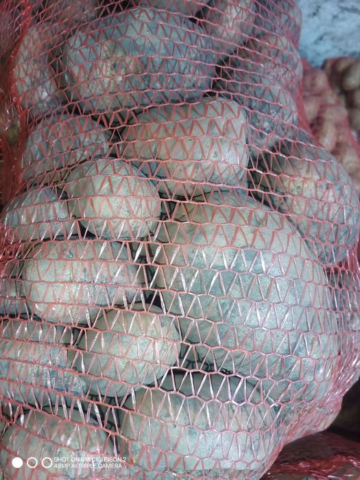 Картопля по Місту Суми