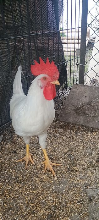 Sprzedam kogutki