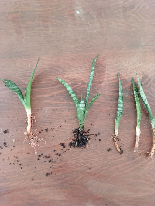 Sansevieria kwiatek doniczkowy