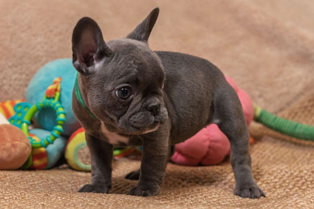 Buldog francuski szczeniak suczka niebieska blue