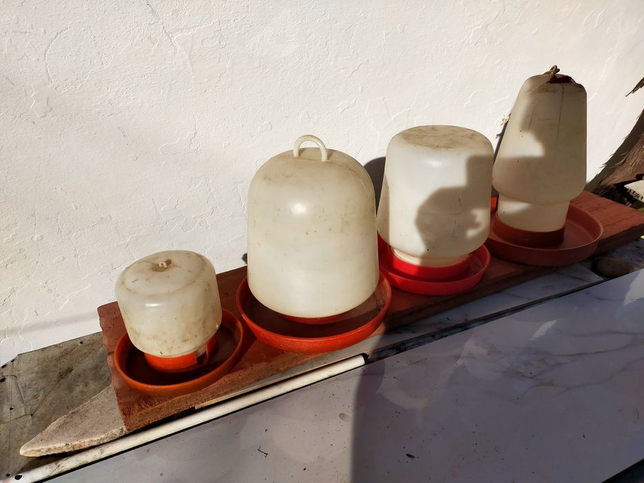 Bebedores para galinhas