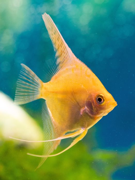 Скалярія золота кої скалярия рибка акваріумна обмін