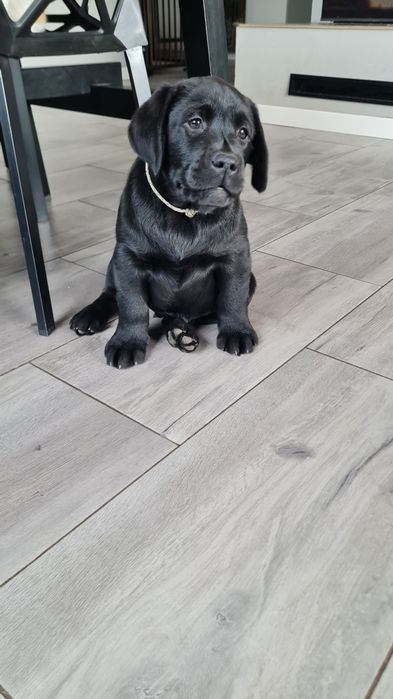 Czarny samiec Labrador Retriever ZKwP FCI