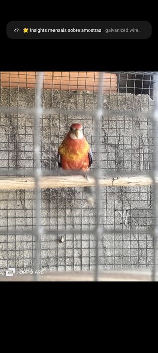 Ring Necks e pyhurras