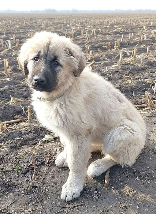 Цуценята від розплідника Start Escort великі робочі костисті