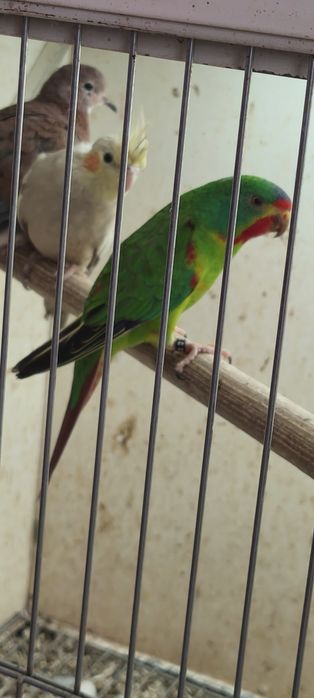 Periquito parrot