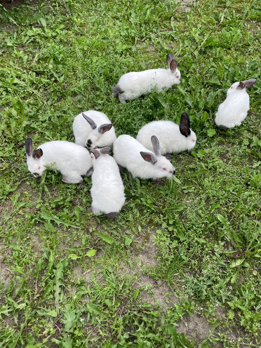 Króliki kalifornijskie