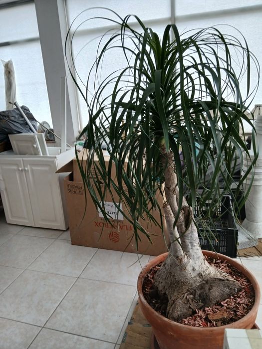 Planta Neolina Beaucarnea gigante e centenária maravilhosa. Bonsai maravilhoso.