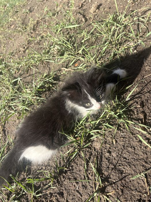 Котенята домашні