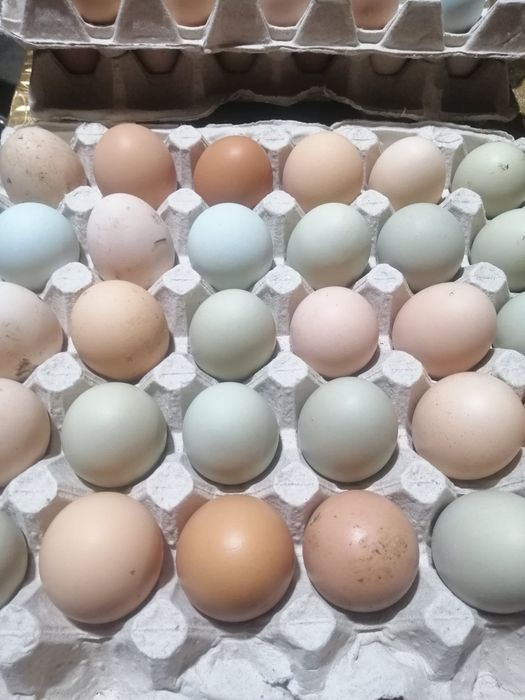 Инкубационное яйцо Супер Микс Цветной!!!