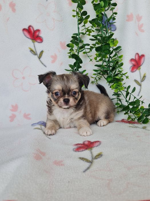 Excecional mini pelo longo Chihuahua/Chiuaua de Qualidade