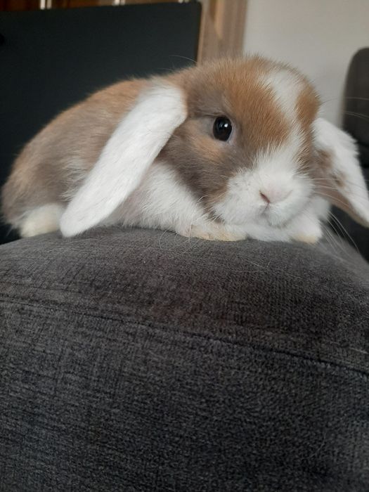 Króliki baranek miniaturka  karzełek mini lop.  PROMOCJA  z  króliczej Nory. 250zł.