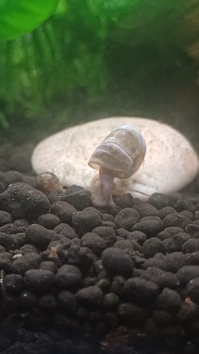 Guppy (alevins) e caracois