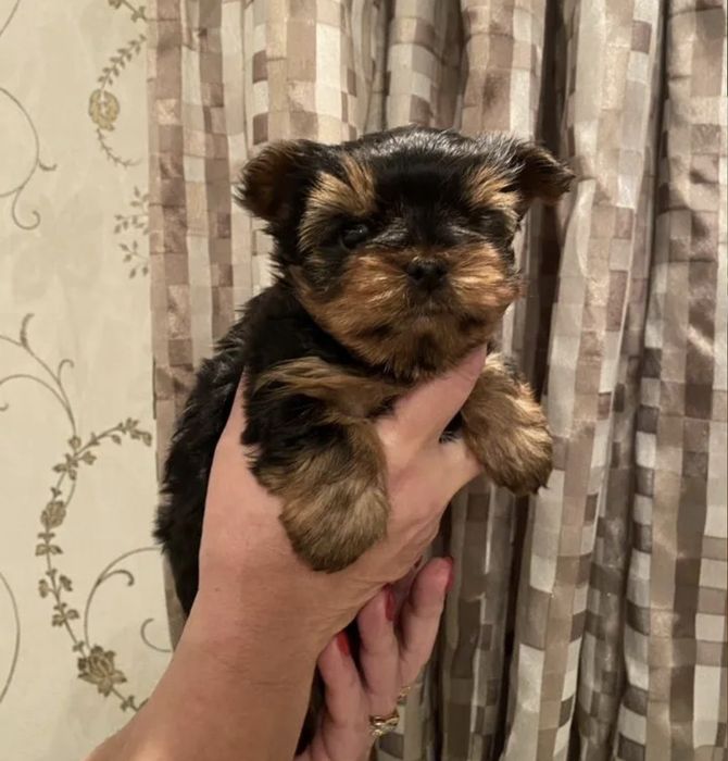 Йоркширский терьер мини