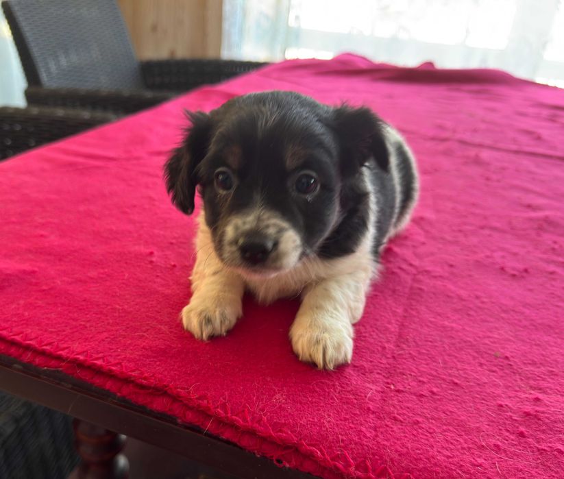 Jack Russell Terrier - suczka