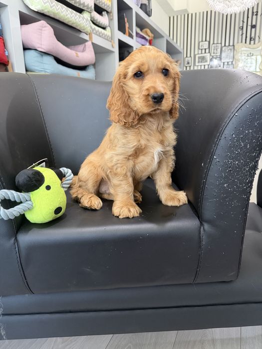 Cocker  menino lindo