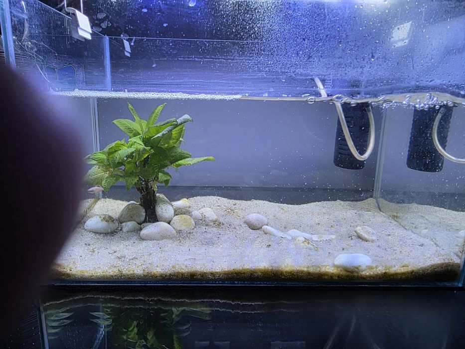 Vendo  aquário completo com 2 peixes