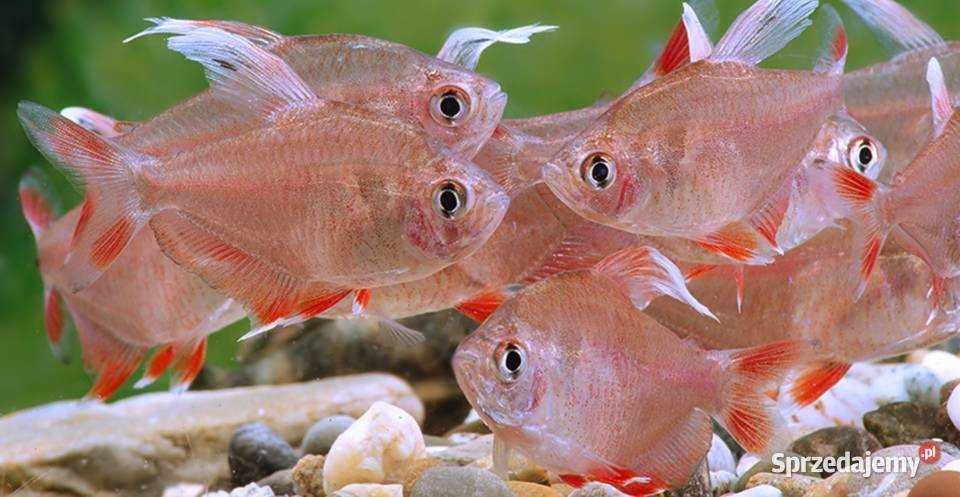 Bystrzyk ornatus tylko 5 zł