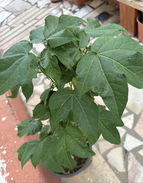 Planta Algodão mudas em vaso