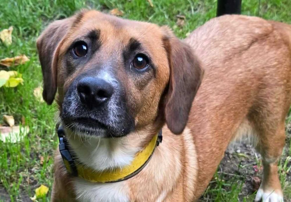 Fajna, młoda, średniej wielkości sunia FIGA poleca się do adopcji!