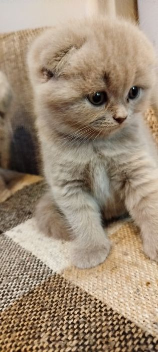 Клубочки щастя...