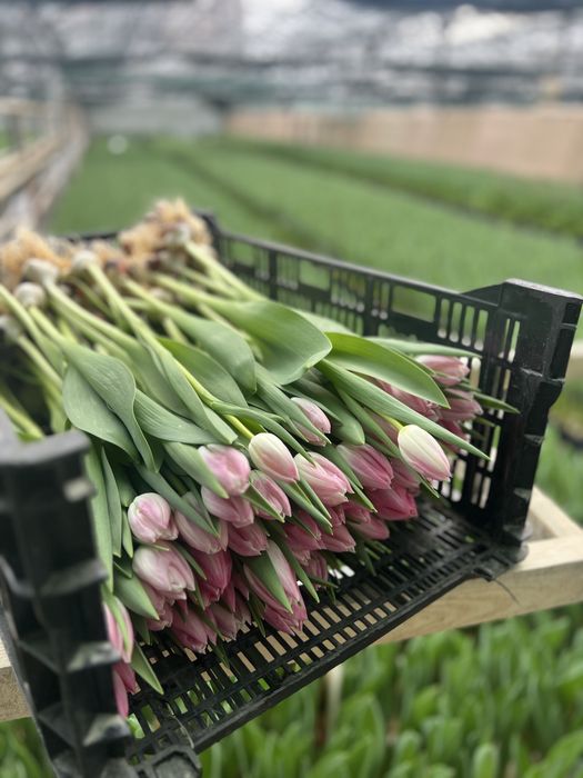 Тюльпани оптом Вінниця | Виробник | Передзамовлення | Преміум