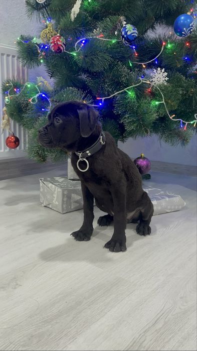 Крупна дівчинка  Кане Корсо з докуметами