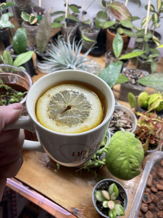 Обмін рослинами