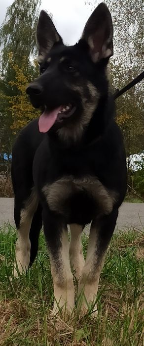 Цуценята Східно Європейської вівчарки.