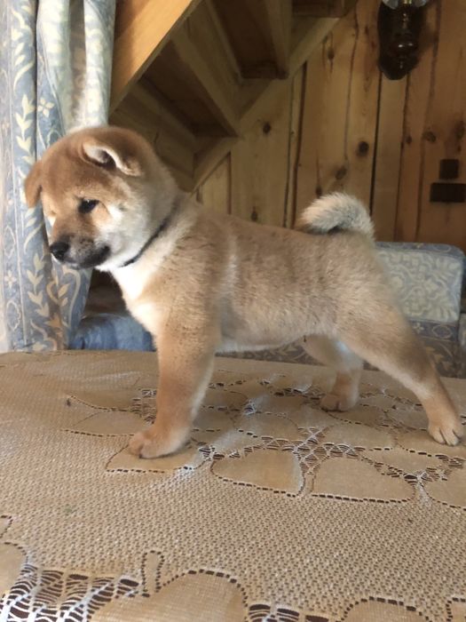Shiba Inu, WYŚNIONY Rajsobie(FCI), piękny chlopczyk.